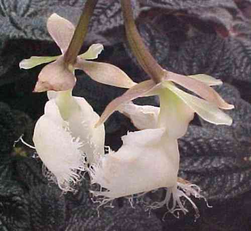 Epidendrum ilense 